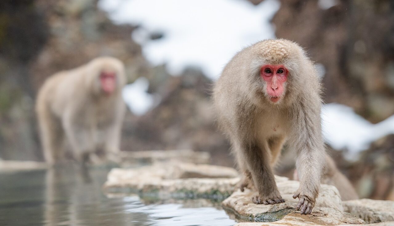 Japanese snow monkeys relaxing in hot springs at Snow Monkey Park during a day trip to Nagano with an English-speaking driver Day Trip to Nagano from Tokyo