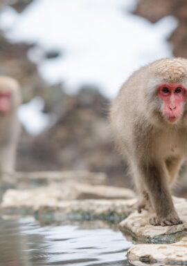 Japanese snow monkeys relaxing in hot springs at Snow Monkey Park during a day trip to Nagano with an English-speaking driver Day Trip to Nagano from Tokyo