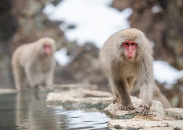 Japanese snow monkeys relaxing in hot springs at Snow Monkey Park during a day trip to Nagano with an English-speaking driver Day Trip to Nagano from Tokyo