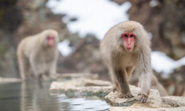 Japanese snow monkeys relaxing in hot springs at Snow Monkey Park during a day trip to Nagano with an English-speaking driver Day Trip to Nagano from Tokyo