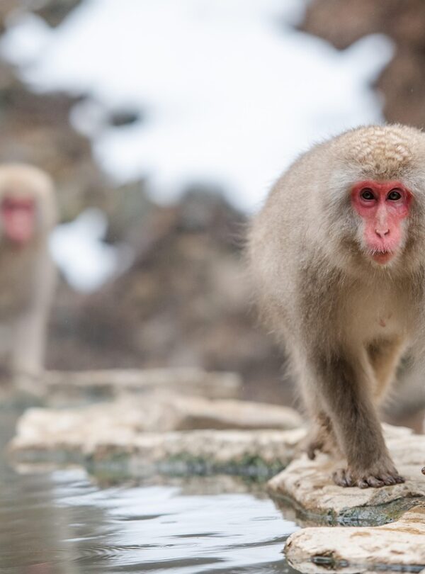 Japanese snow monkeys relaxing in hot springs at Snow Monkey Park during a day trip to Nagano with an English-speaking driver Day Trip to Nagano from Tokyo