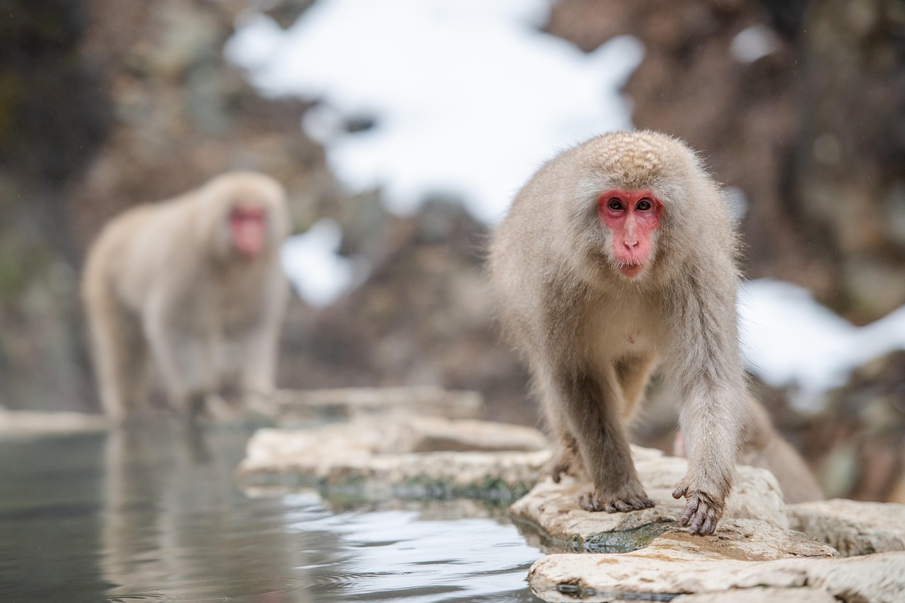 Japanese snow monkeys relaxing in hot springs at Snow Monkey Park during a day trip to Nagano with an English-speaking driver Day Trip to Nagano from Tokyo